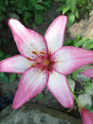 Star Gazer Lily