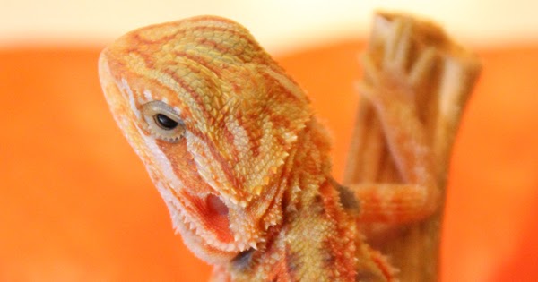 baby-albino-bearded-dragon-for-sale