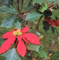 Pohon Merah [Euphorbia pulcherrima Wiild. Et. Klotzsch]