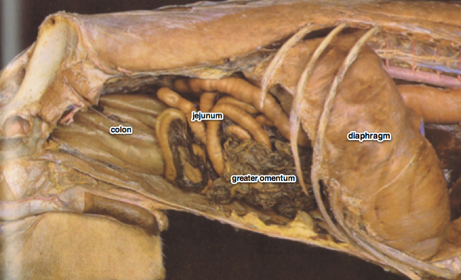 Canine Abdomen - Lecture 140 | BVetMed1