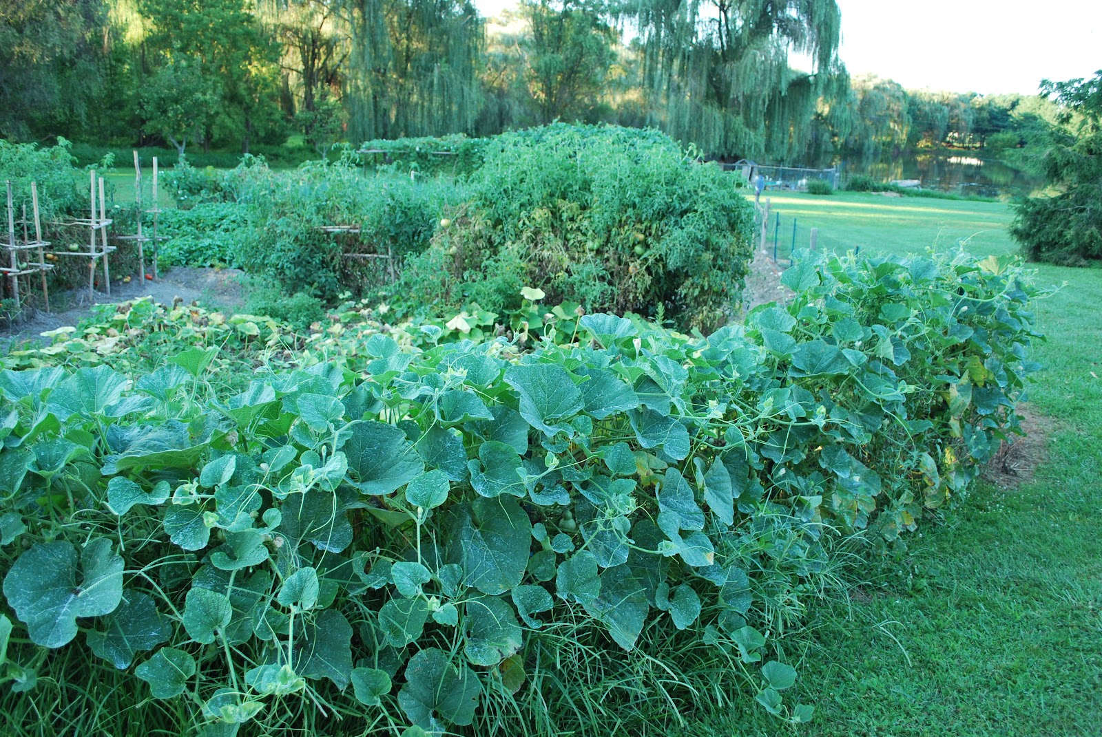 Greenish Thumb Ornamental Bottle Gourds