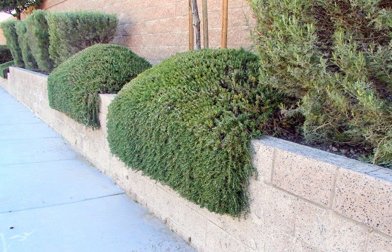 Xtremehorticulture of the Desert How to Correct a Bad Haircut on Rosemary