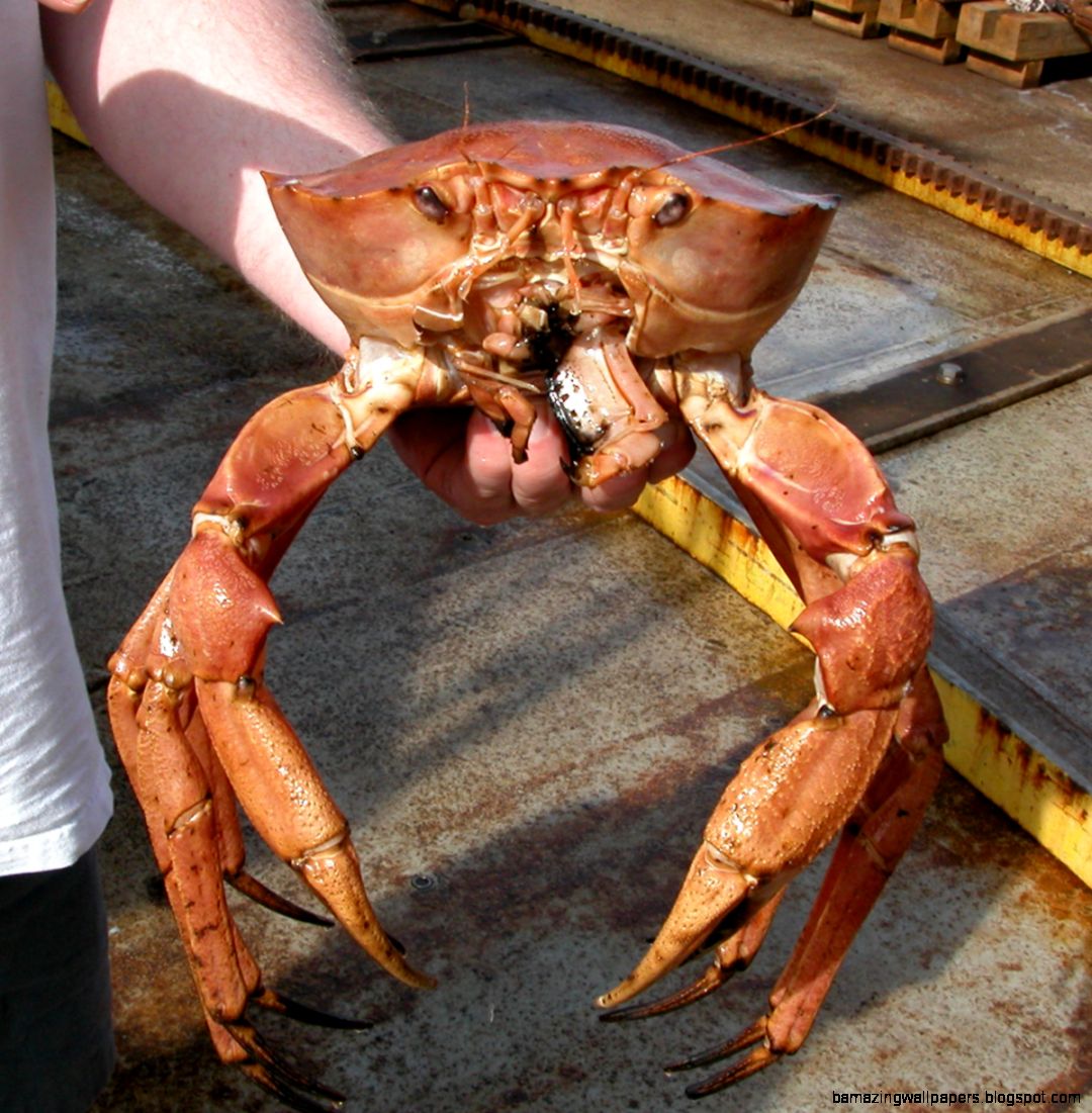NOAA Ocean Explorer The Lost City 2005 NOAA Ocean Explorer The Lost City 2005