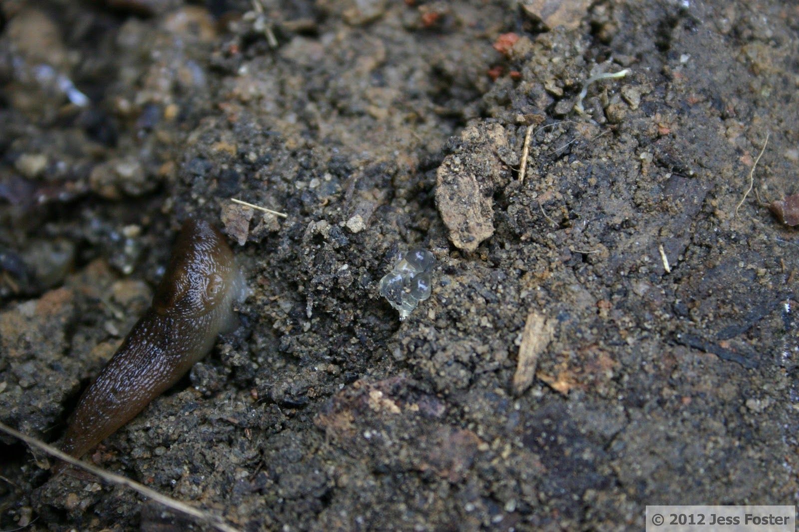Sluggin' Along Slug Eggs Clutches 17, 18, 19, and 20