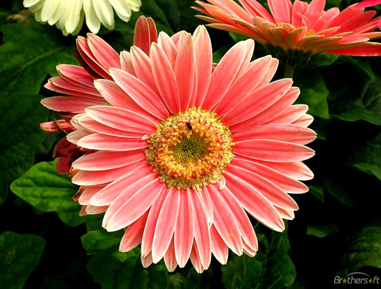 Download Free PlayColors Flowers Screensaver PlayColors Flowers Download Free PlayColors Flowers Screensaver PlayColors Flowers