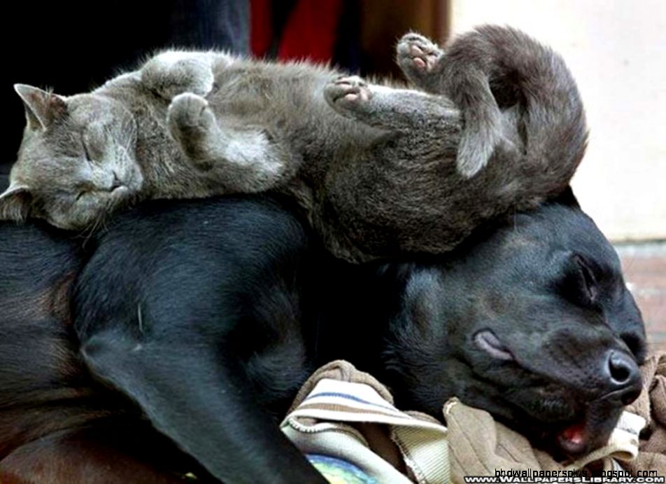 Funnyfunny cats and dogs cats wallpaper Funnyfunny cats and dogs cats wallpaper