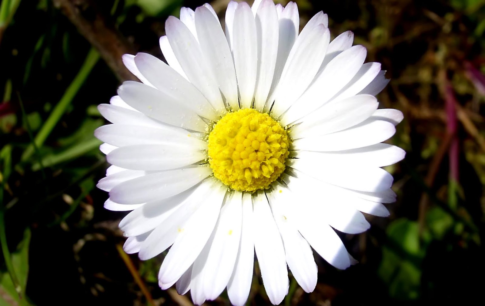 Daisy Flower Close Up Daisy Flower Close Up