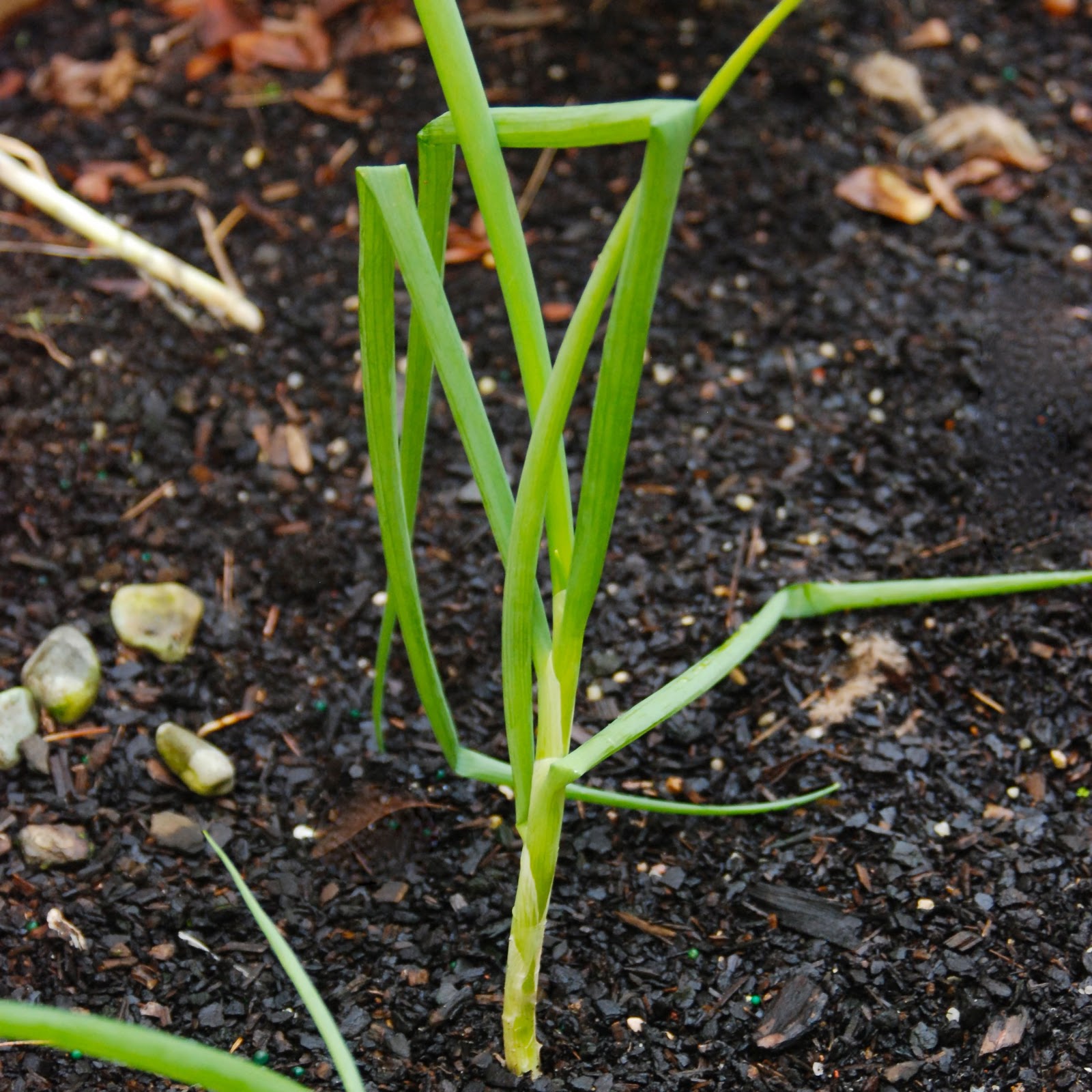 Aussie Mum Gardening from Scrap