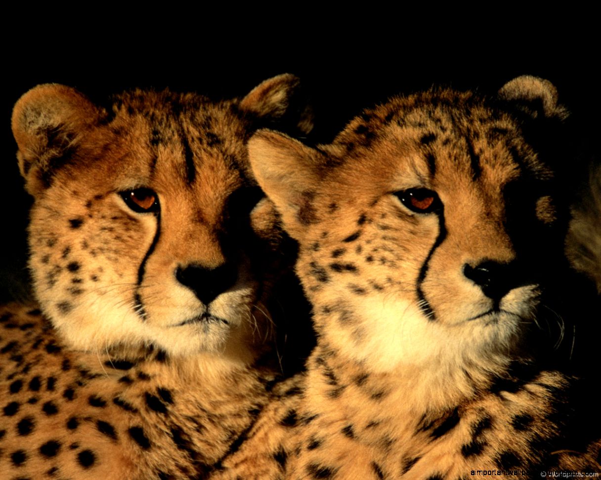 Animal 3d Wallpaper Best examples of free wallpapers hot Animal 3d Wallpaper Best examples of free wallpapers hot