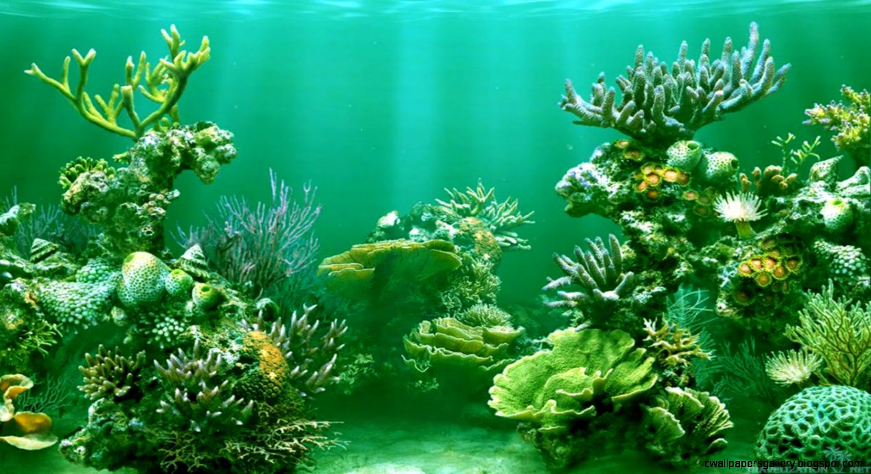 Awesome Scenery of Underwater Wallpapers Travelization Awesome Scenery of Underwater Wallpapers Travelization