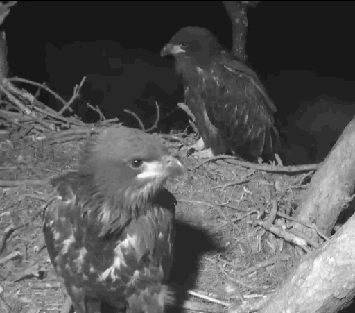 Eagles and Nature with chris7: Berry College Bald Eagle Chick Day 9