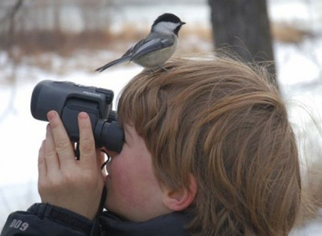 Bird Directory: 5 Tips for Successful Bird Watching