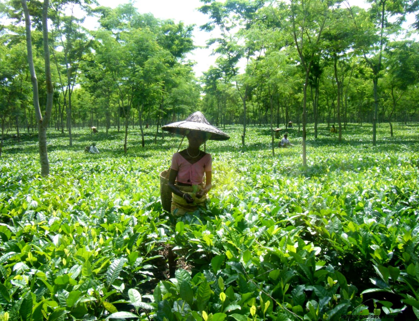 Assam Tea Garden Assam Tea Garden