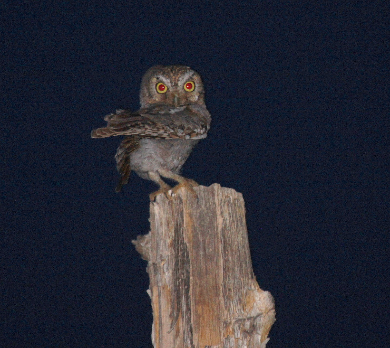 Lone Star Birding and Beyond Day 3 & 4 Hawks, an Oasis and Some Good