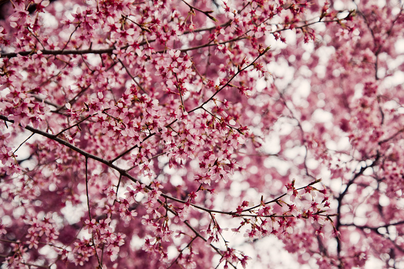 Cherry Blossoms in bloom near the Capitol Building in Washington, D.C.