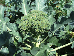 Broccoli - An Edible Flower