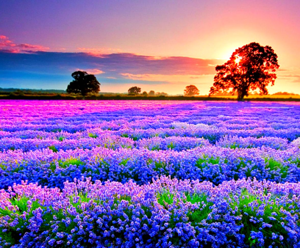 Flower Field Wallpapers Flower Field Wallpapers
