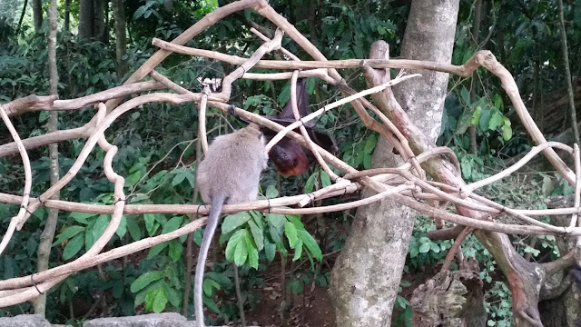 Zorros Voladores y monos en Alas Kedaton (Bali)