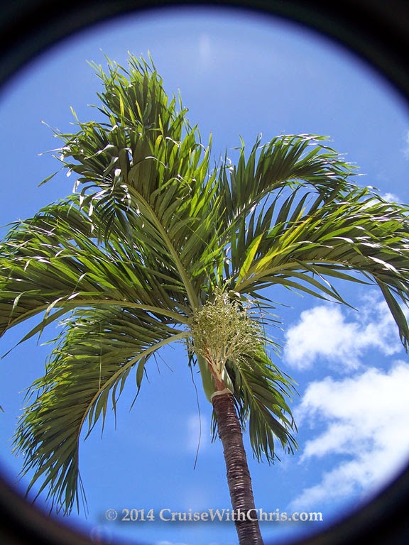 Palm branches - Bluebeard's Castle (framed) Palm branches - Bluebeard's Castle (framed)