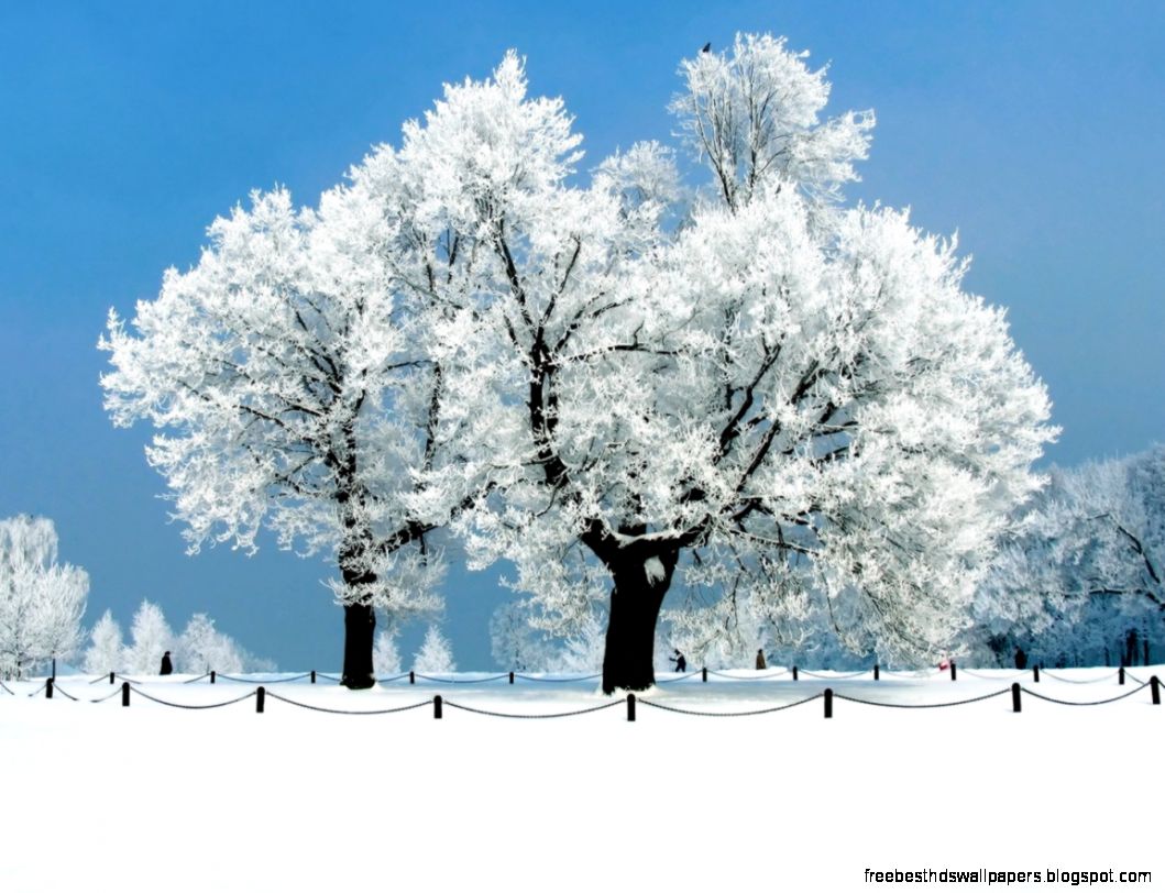 White Tree Winter HD desktop wallpaper Widescreen High White Tree Winter HD desktop wallpaper Widescreen High