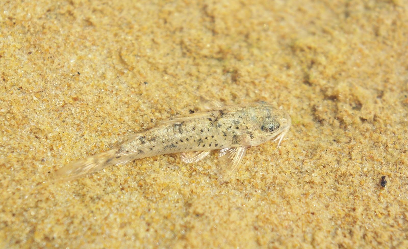 Species New to Science [Ichthyology • 2018] Corydoras benattii • From