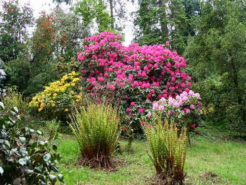 ARTE Y JARDINERÍA : JARDINES SECOS DE BAJO MANTENIMIENTO