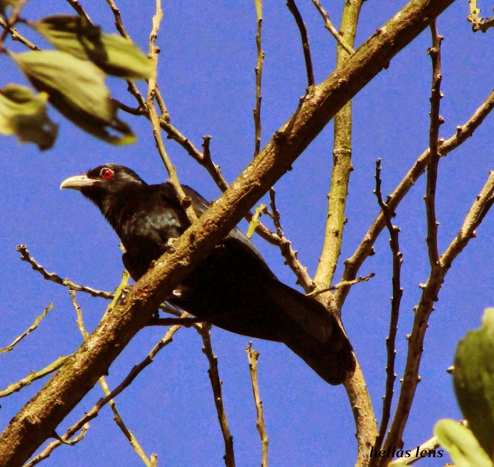 Kumpulan Foto Burung Tuwu Terbaik Foto Burung Kicau