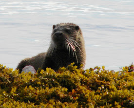 OTTERS ALONG THE WHOLE OF THE COASTLINE