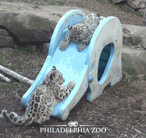 05-funny-gif-185-snow-leopards-playing-slide.gif