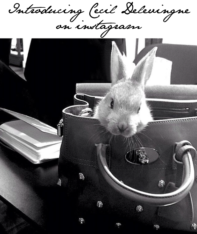 cara delevingne s bunny rabbit has more instagram followers than you me and most celebrities fashion foie gras