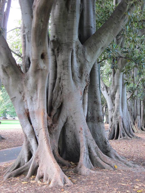 Blue Moon River Melbourne trees