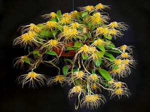 bulbophyllum vaginatum