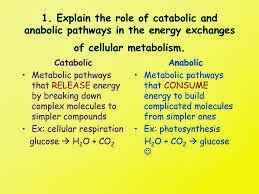 Compare anabolic and catabolic reactions