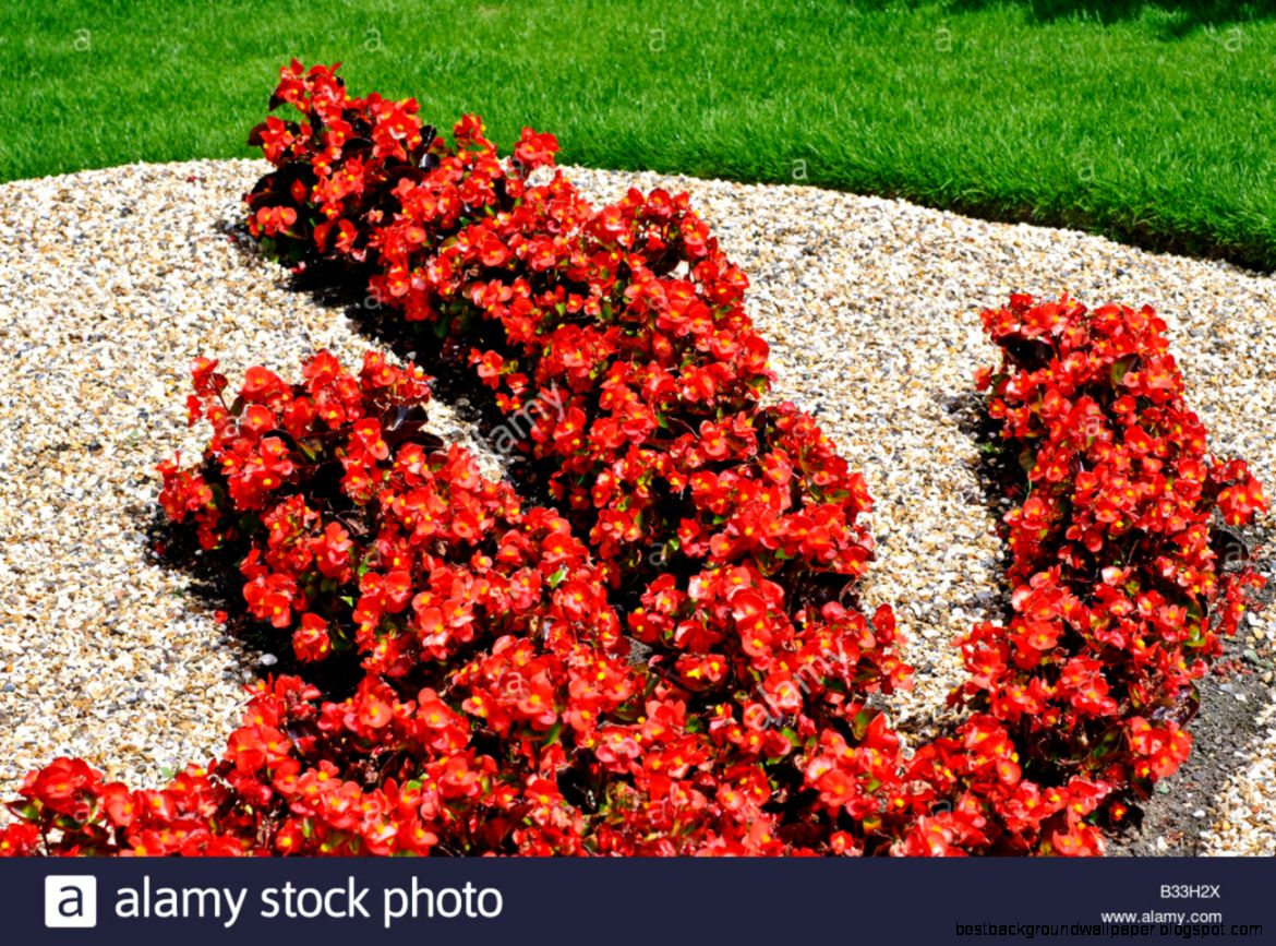 Flower Bed In The Shape Of The Chinese Dragon Made Of Begonia Flower Bed In The Shape Of The Chinese Dragon Made Of Begonia