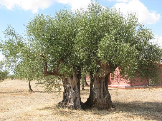 El verdor de los olivos