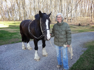 Lisa and Sven the Shire.