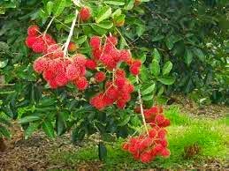 53+ Gambar Rambutan Garuda Paling Hist 53+ Gambar Rambutan Garuda Paling Hist