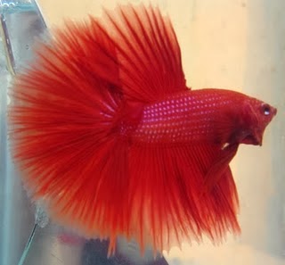 gambar ikan cupang merah hati gambar ikan cupang merah hati