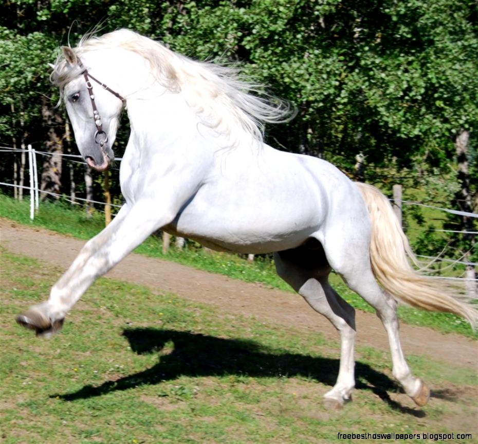 Andalusian Horse Your Lovely Horse Andalusian Horse Your Lovely Horse