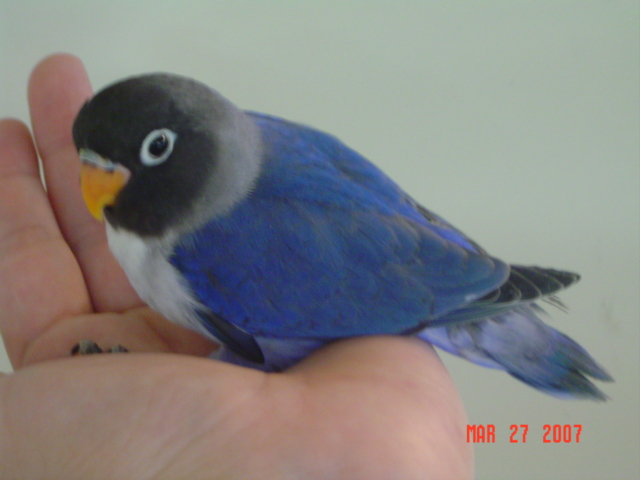 PARROTS IN INDIA: LOVEBIRD PARROT