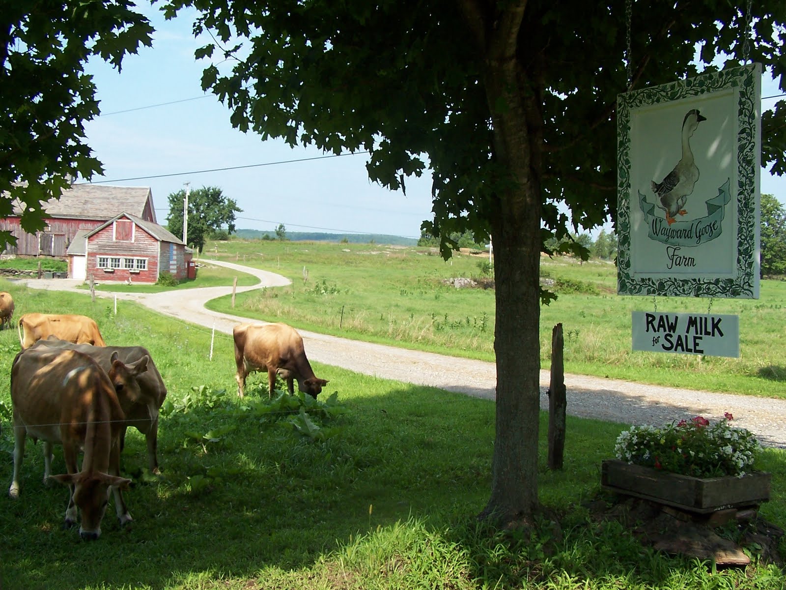 Wayward Goose Farm About