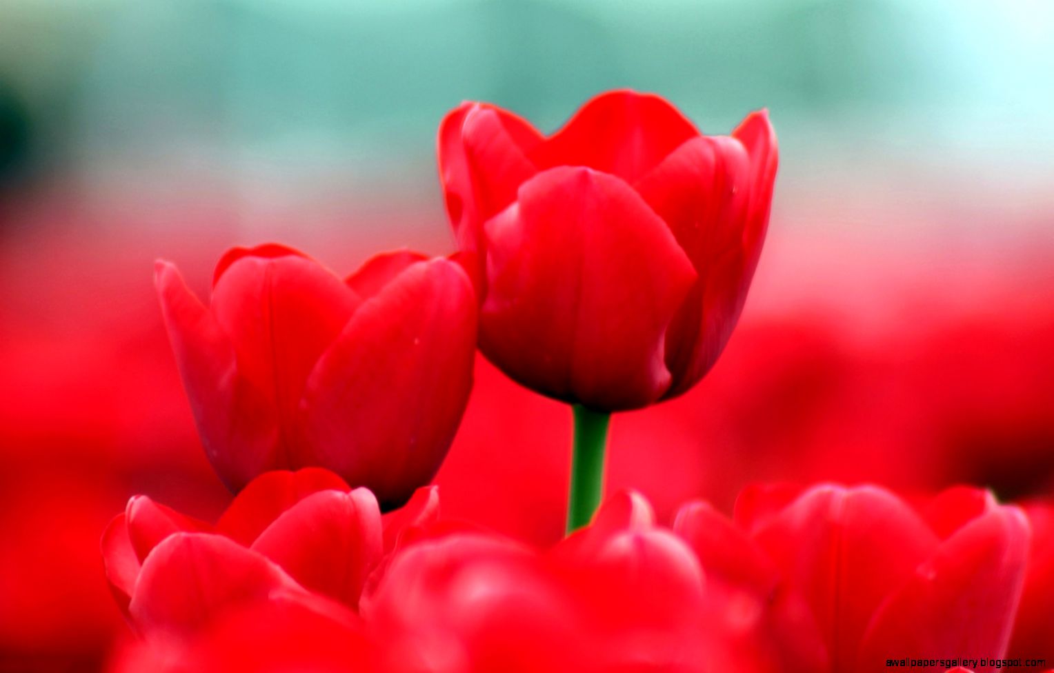 White Red Tulips wallpaper – wallpaper free download White Red Tulips wallpaper – wallpaper free download