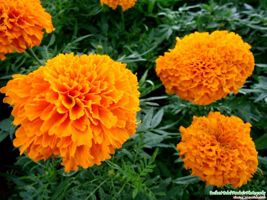 Orange Marigold Flower Orange Marigold Flower