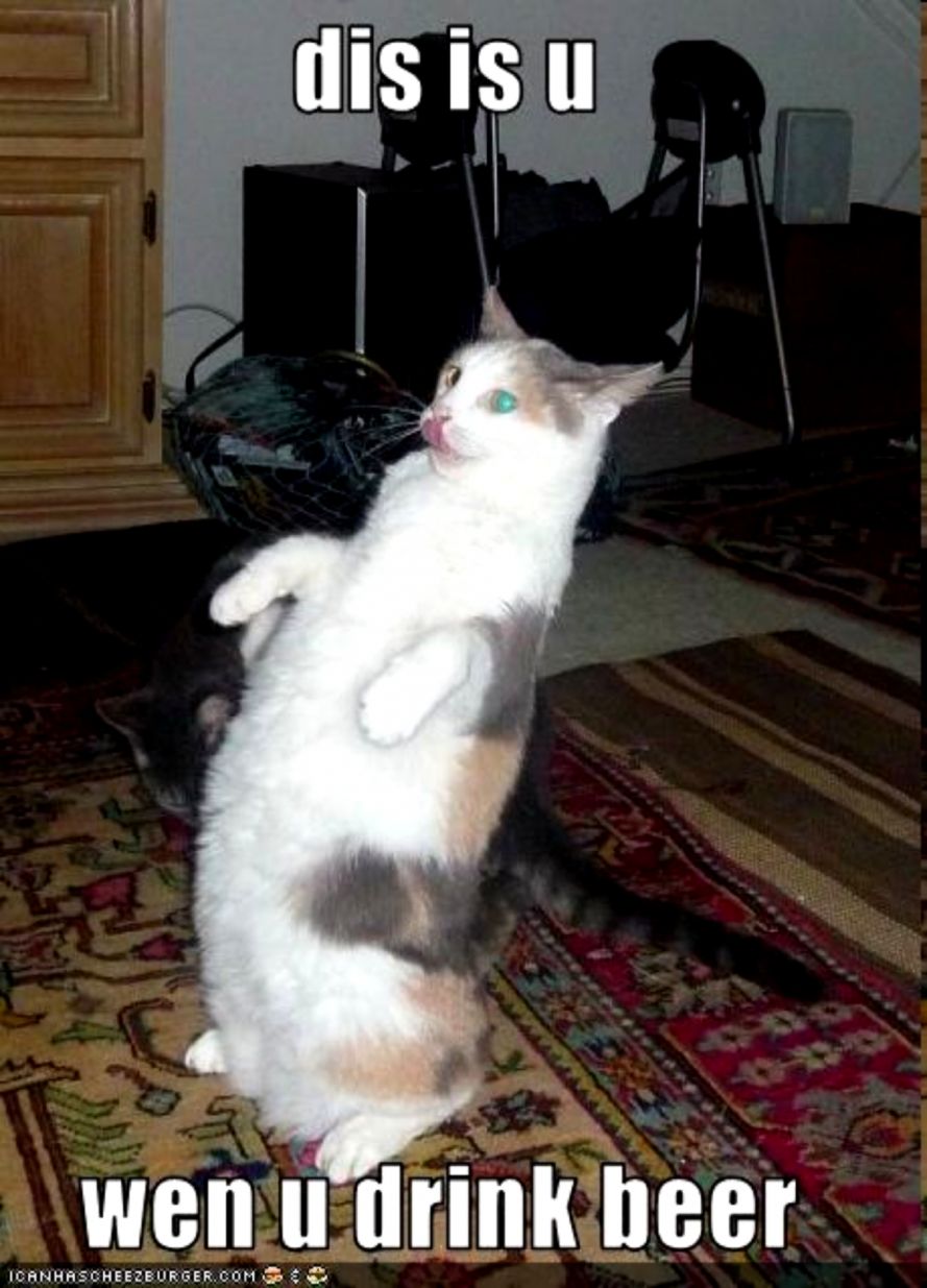 1000 images about Cats on Pinterest Texting Funny cat pictures