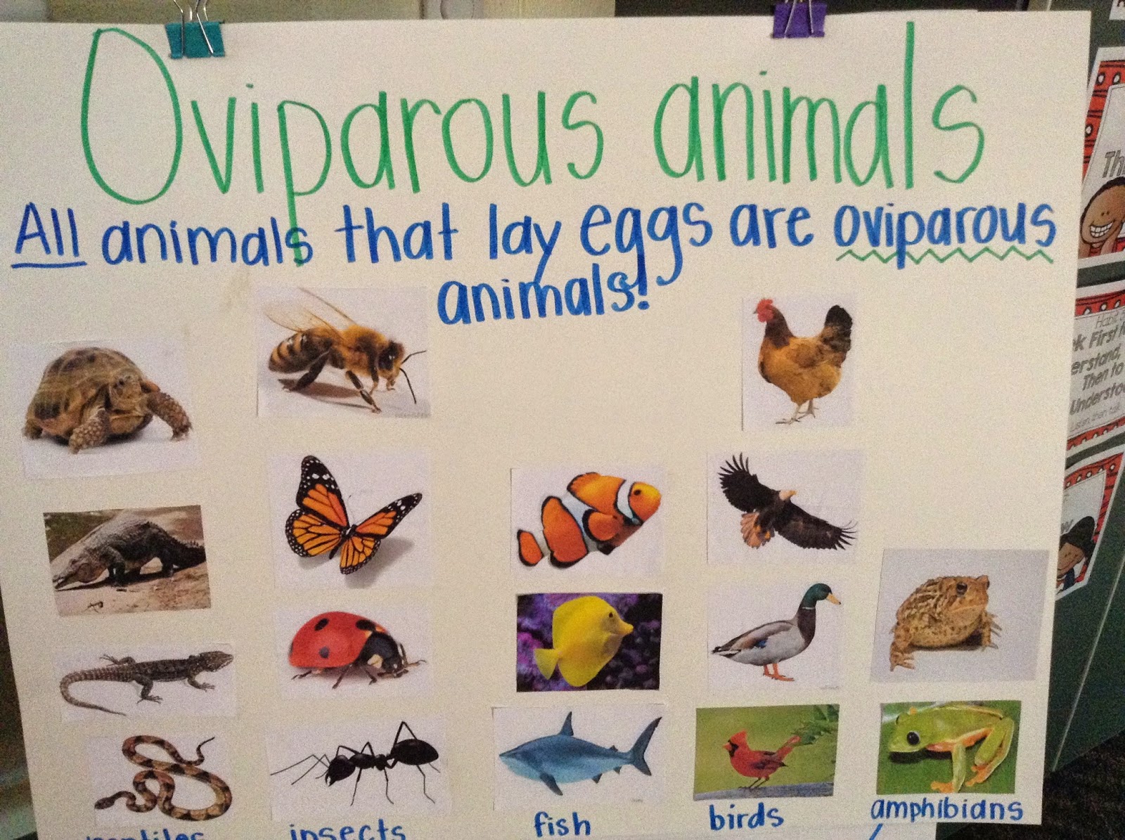 What Are Oviparous Animals? | Fort Kindergarten