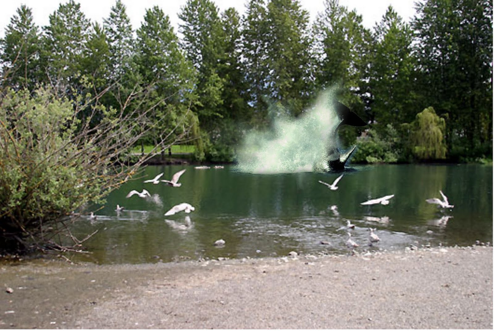 growing up in chilliwack too Sardis Park Chilliwack, B.C.