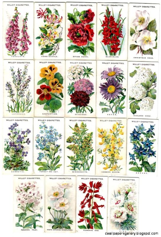 Names and illustrations of traditional English Cottage Garden Names and illustrations of traditional English Cottage Garden