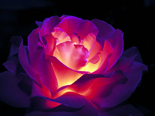 Wallpapers Free HD: Flower