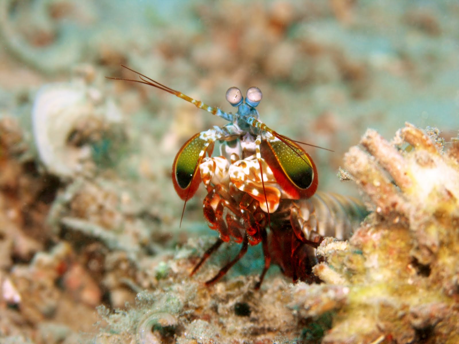 blue planet deep sea shrimp blue planet deep sea shrimp