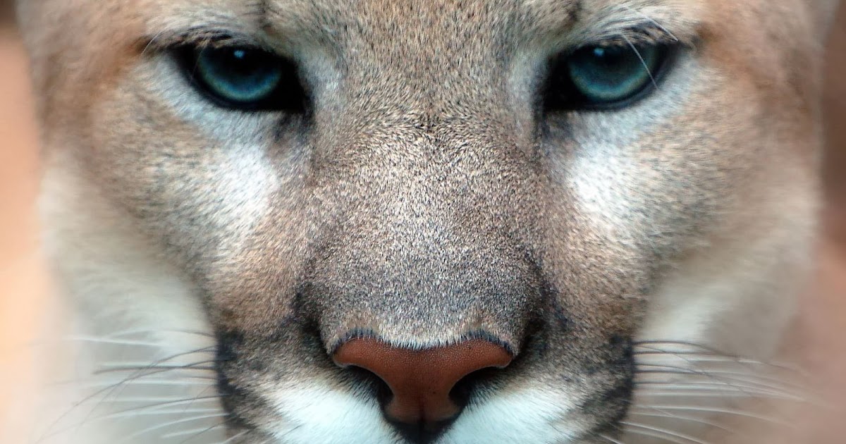 Puma Duvar Kağıtları Puma HD Wallpapers Kaliteli Resim Puma Duvar Kağıtları Puma HD Wallpapers Kaliteli Resim